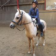 Hollandsk Sportspony Penty