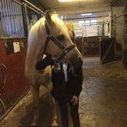 Hollandsk Sportspony Penty