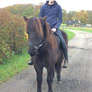 Islænder Abbadís frá Miðkoti