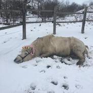 Islænder Ari snubbekorset