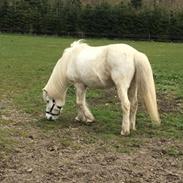 Islænder Ari snubbekorset