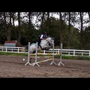 Anden særlig race Mister Santos