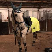 Anden særlig race Mister Santos