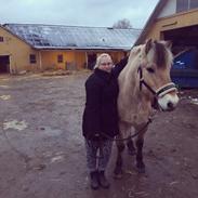 Fjordhest Melvejs Daim