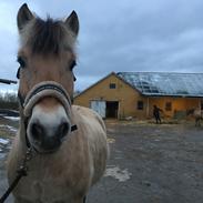 Fjordhest Melvejs Daim