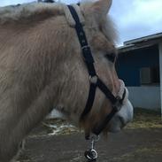 Fjordhest Melvejs Daim