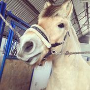 Fjordhest Melvejs Daim