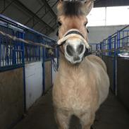 Fjordhest Melvejs Daim