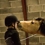 Welsh Pony af Cob-type (sec C) Menai cadwyn