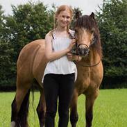 Welsh Pony af Cob-type (sec C) Menai cadwyn