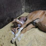 Welsh Partbred (Sec F) Count me in gf
