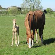 Welsh Partbred (Sec F) Count me in gf