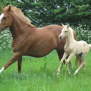 Welsh Partbred (Sec F) Count me in gf