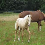 Welsh Partbred (Sec F) Count me in gf