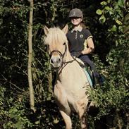 Fjordhest Lamhaves Confetti 