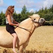 Fjordhest Lamhaves Confetti 