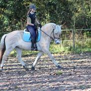 Fjordhest Lamhaves Confetti 