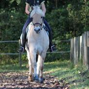 Fjordhest Lamhaves Confetti 