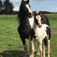 Irish Cob Crossbreed Lulu af Englund