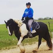 Irish Cob Crossbreed Lulu af Englund