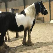 Irish Cob Crossbreed Lulu af Englund