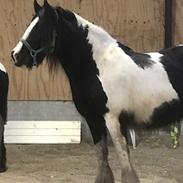 Irish Cob Crossbreed Lulu af Englund