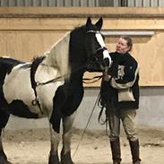 Irish Cob Crossbreed Lulu af Englund