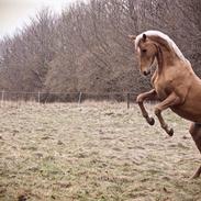 Palomino Stald Emilys Daisy Blue