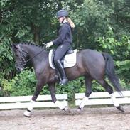 New Forest Elmholts Jargon.