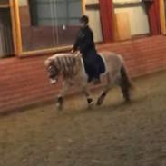 Haflinger Maldini Van Abeele