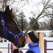 Dansk Varmblod Bækkens Lexion (Baby) [Lånehest]