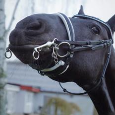 Frieser Wictoria von Inger-Marienlund (Gris)