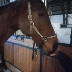 Dansk Varmblod saskinelle rørsø