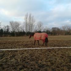 Dansk Varmblod saskinelle rørsø
