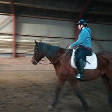 Dansk Varmblod saskinelle rørsø