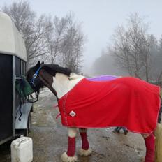 Irish Cob Indie