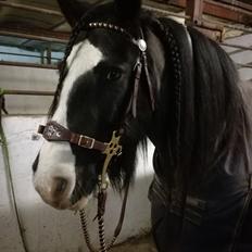 Irish Cob Indie