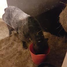 Shetlænder Bøgegaardens Bibbi 