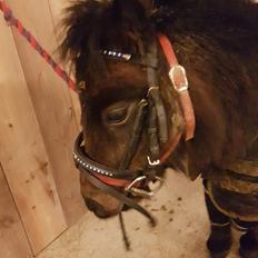 Shetlænder Bøgegaardens Bibbi 