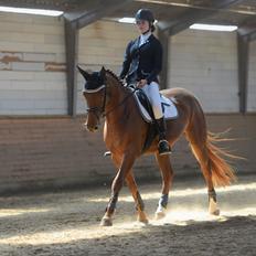 Dansk Varmblod Bella