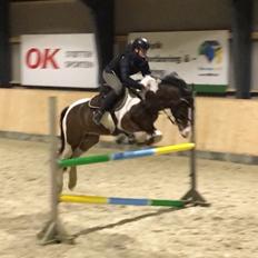 Anden særlig race Huxi  tidl. Lånepony