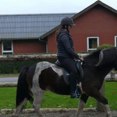 Islænder Frekur fra Troelsgaard R.I.P