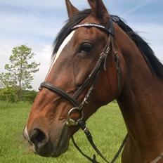 Anden særlig race Bella