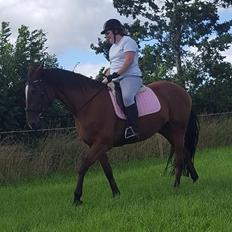 Anden særlig race Bella