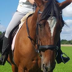 Anden særlig race Bella