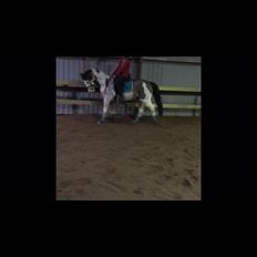 Amerikansk Paint Pony Lucky