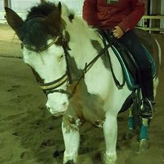Amerikansk Paint Pony Lucky