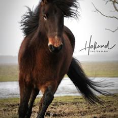 Islænder Ágústa fra Refnæslund