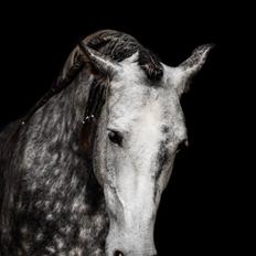 Pura Raza Española Miranda XVIII