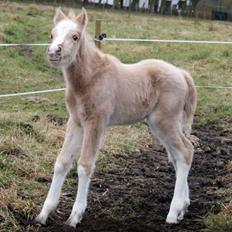 Welsh Partbred (Sec F) V.I.P. Nobility